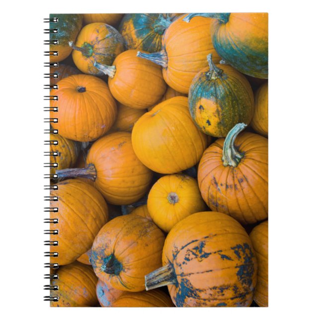 Massachusetts, Salisbury, pumpkins, autumn Spiral Notebook (Front)