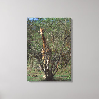 Massai Giraffe 2 Canvas Print