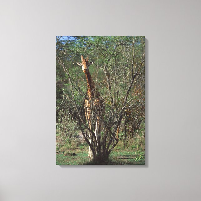 Massai Giraffe 2 Canvas Print (Front)