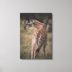 Massai Giraffe 3 Canvas Print