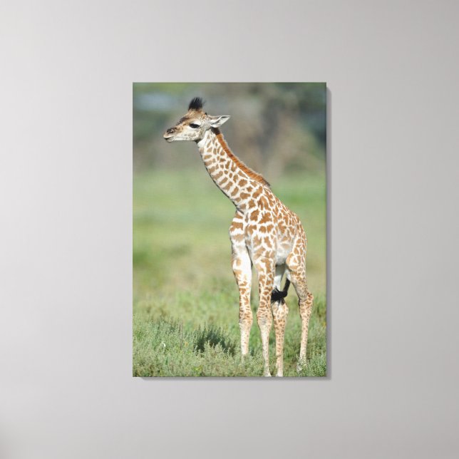 Massai Giraffe Baby Canvas Print (Front)