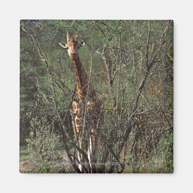 Massai Giraffe Magnet (Front)