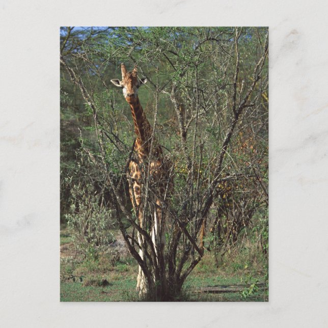 Massai Giraffe Postcard (Front)