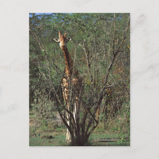 Massai Giraffe Postcard
