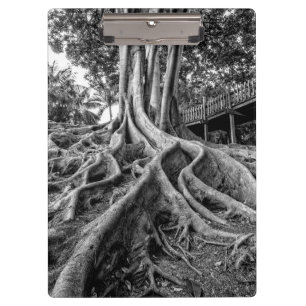 Massive rubber tree roots clipboard