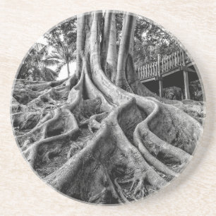 Massive rubber tree roots coaster