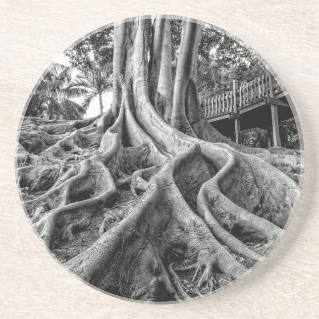 Massive rubber tree roots coaster (Front)