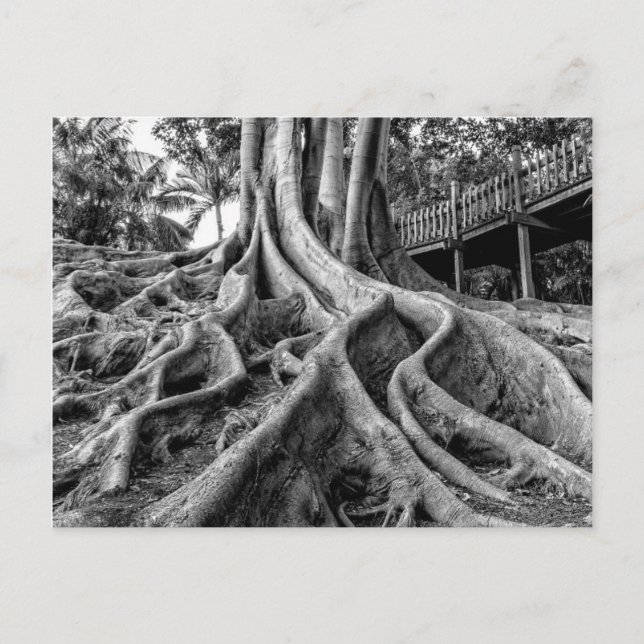 Massive rubber tree roots postcard (Front)