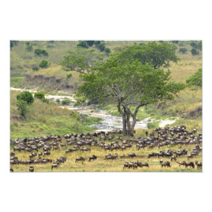 Massive Wildebeest herd during migration, Photo Print