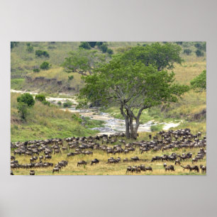 Massive Wildebeest herd during migration, Poster