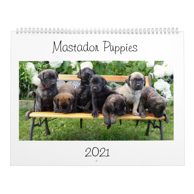 Mastador Puppies Calendar (Cover)