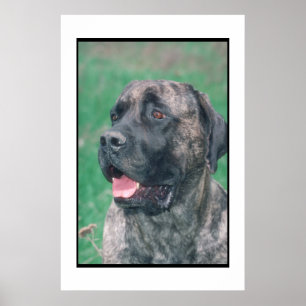 Mastiff Brindle Poster