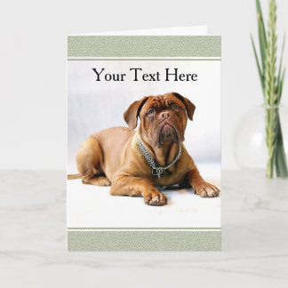 Mastiff / Dog on White Background Greeting Card