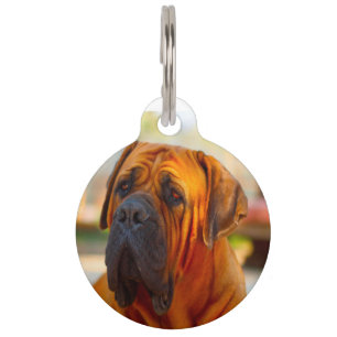 Mastiff Dog. Pet Tag
