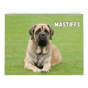 Mastiff Dogs, Mastiffs  Calendar