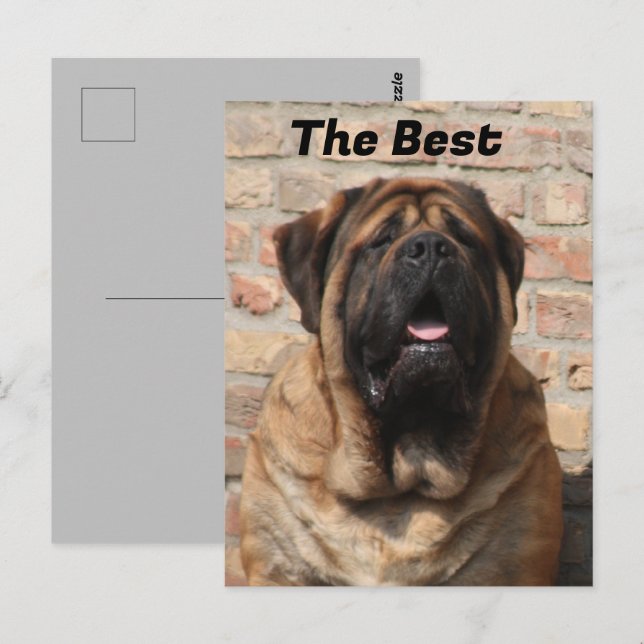 Mastiff English Mastiff Father's Day  Postcard (Front/Back)