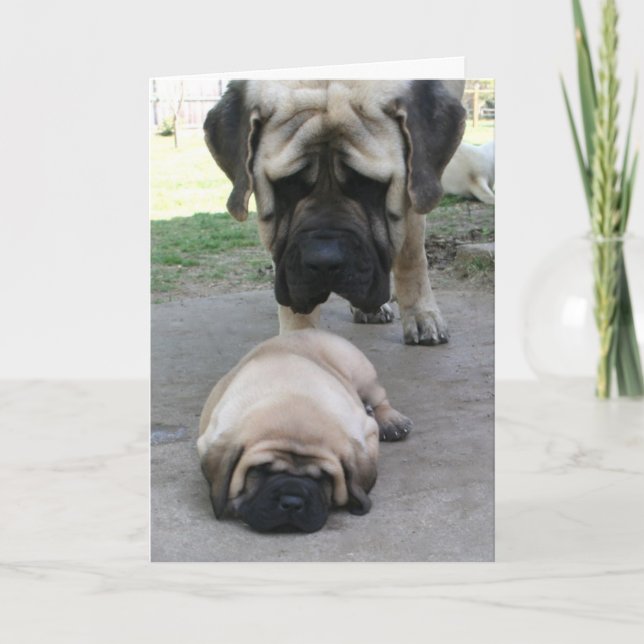 Mastiff father and puppy Fathers Day Card (Front)