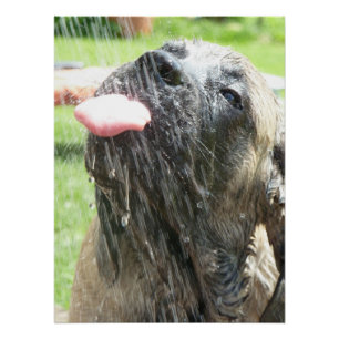 Mastiff in Shower Poster
