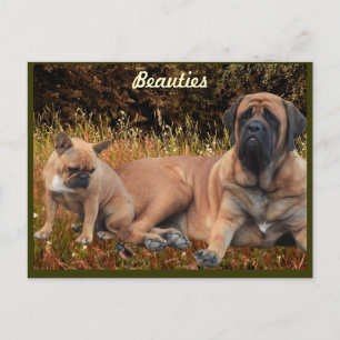 Mastiff mit französischer Bulldogge Postkarte Postcard