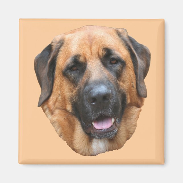 Mastiff Mix Dog Magnet (Front)