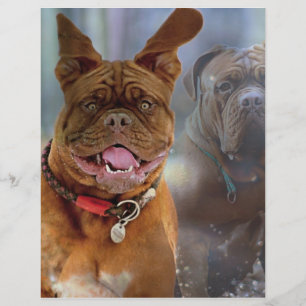 Mastiff Plus Paper