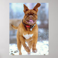 Mastiff Plus