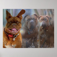 Mastiff Plus
