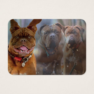 Mastiff Plus Profile Card