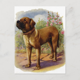 Mastiff Postcard
