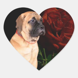 Mastiff puppy and rose heart stickers