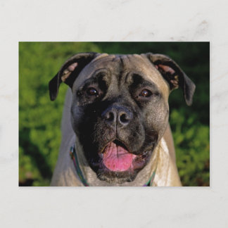 Mastiff Smile Postcards