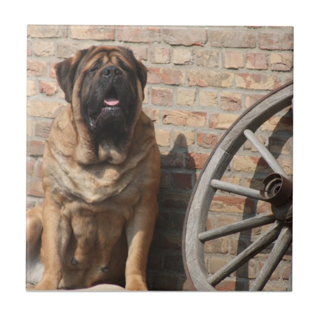 Mastiff Vacation English Mastiff Tile (Front)