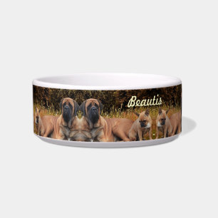 Mastiff with French bulldogge Bowl