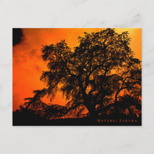 Matabei-Zakura: Weeping Cherry Tree ポストカ Postcard