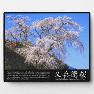 Matabei-Zakura Weeping Cherry Tree [Photo plaque] Plaque