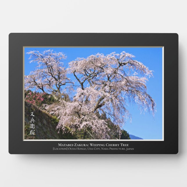 Matabei-Zakura: Weeping Cherry Tree Plaque (Front)