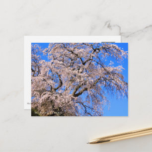 Matabei-Zakura: Weeping Cherry Tree Postcard