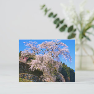 Matabei-Zakura: Weeping Cherry Tree Postcard