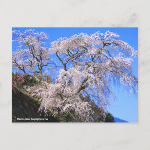 Matabei-Zakura Weeping Cherry Tree [Postcard] Postcard