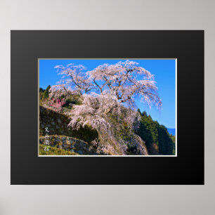 Matabei-Zakura Weeping Cherry Tree Poster
