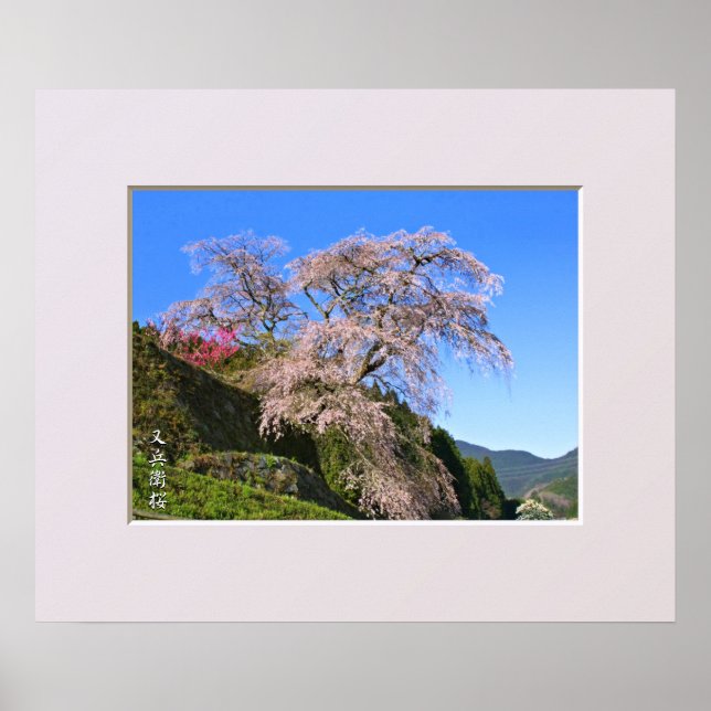Matabei-Zakura Weeping Cherry Tree Poster (Front)