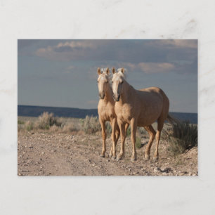 Matched Palominos Postcard