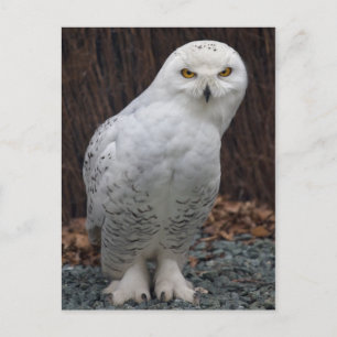 Matching Slippers Postcard