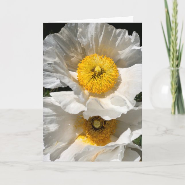 Matilija Poppy Note Card <Blank Inside> (Front)