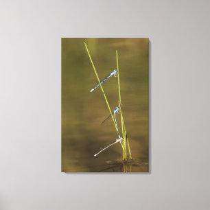 Mating Damselflies Canvas Print