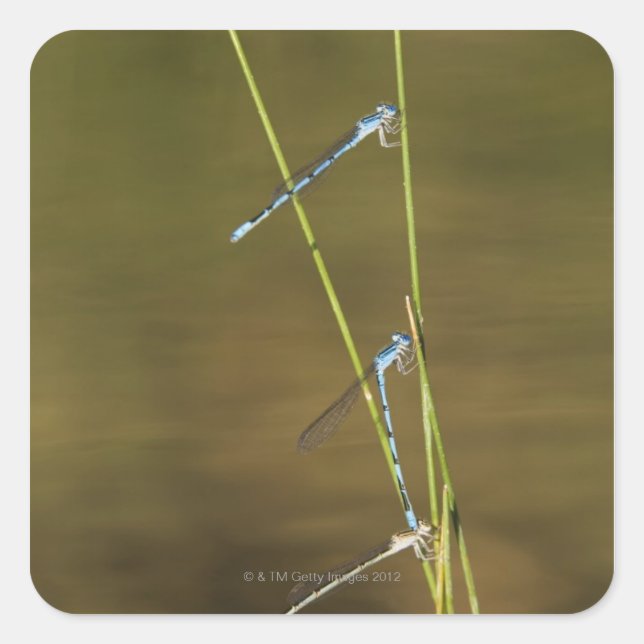 Mating Damselflies Square Sticker (Front)