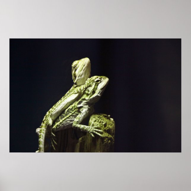 Mating Lizards Poster (Front)