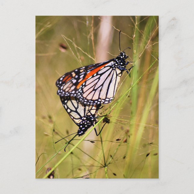 Mating Monarch Butterflies Postcard (Front)