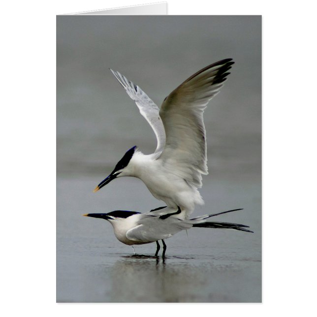 Mating Sandwich Terns (Front)