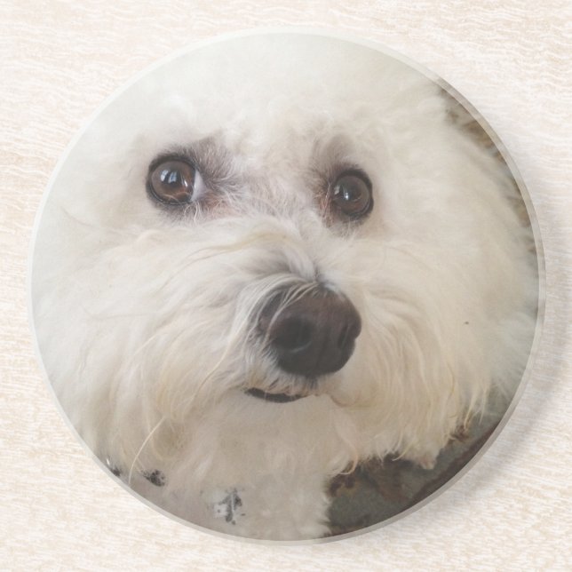 Matisse - a Bichon Frise - coaster (Front)